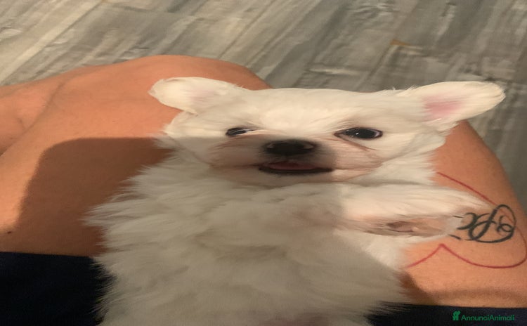 Maltese cani - Annuncio 13