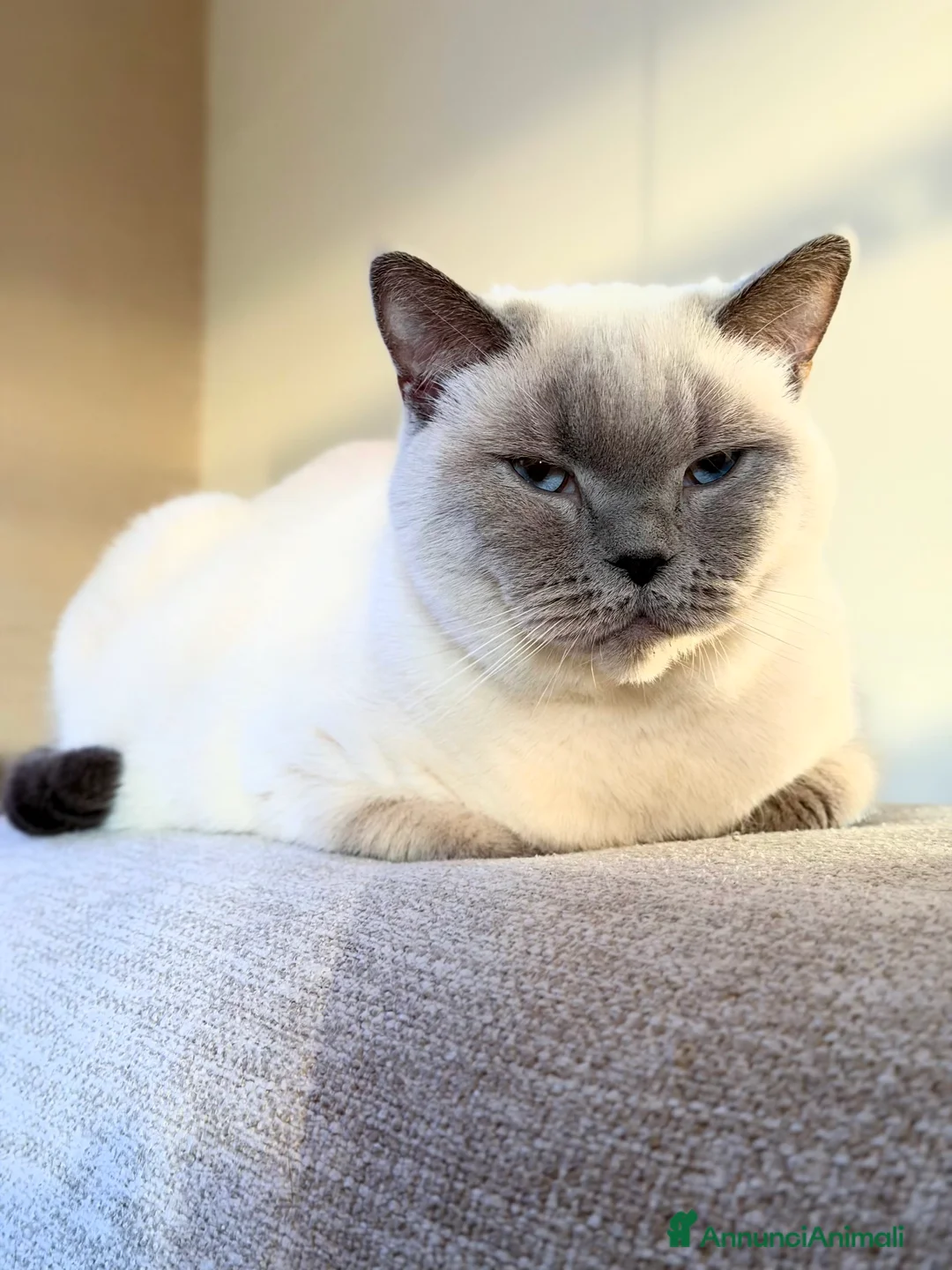 Scottish gatti in vendita: Scottish fold blu - Annuncio 7