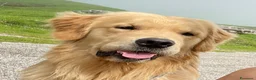 Golden Retriever cani per accoppiamento: GOLDEN RETRIEVER MASCHIO PER ACCOPPIAMENTO  - Annuncio 4