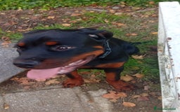 Rottweiler cani in vendita: Rottweiler  - Annuncio 5