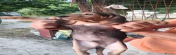 Segugio cani in vendita: Segugio Italiano - Annuncio 5