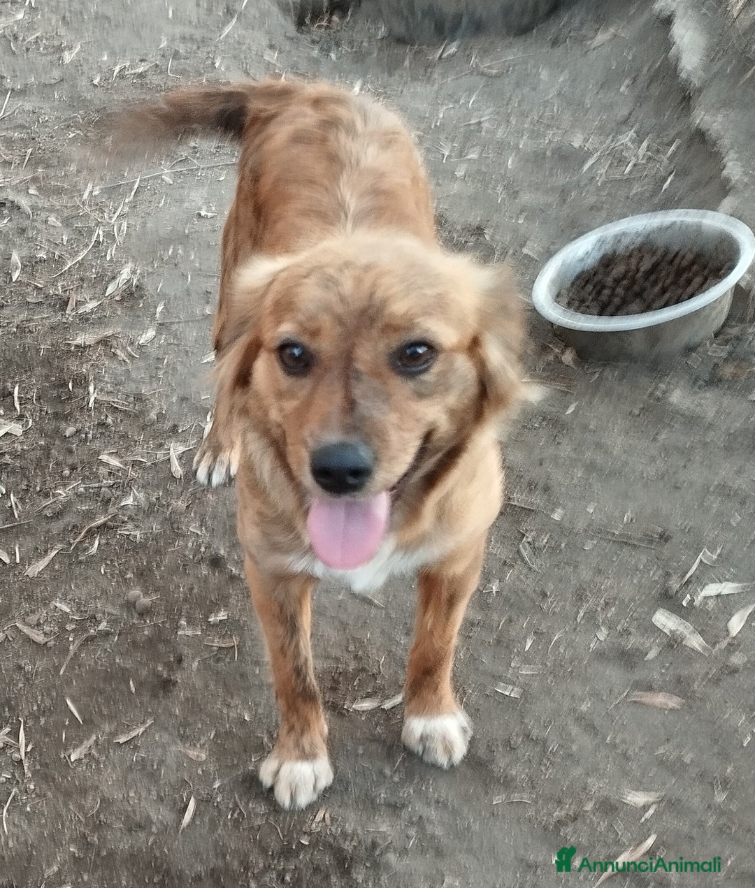 Meticcio cani in regalo: Simpaticissima lalla a Provincia di Viterbo - Annuncio 5