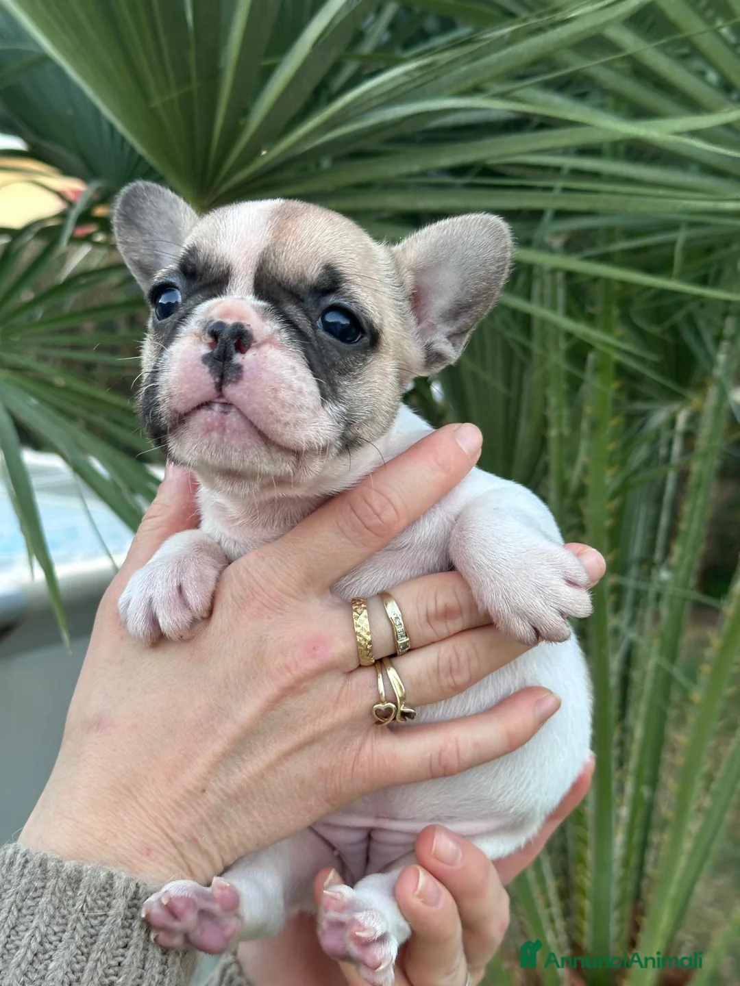 Bulldog Francese cani in vendita: cucciola bulldog francese  - Annuncio 8