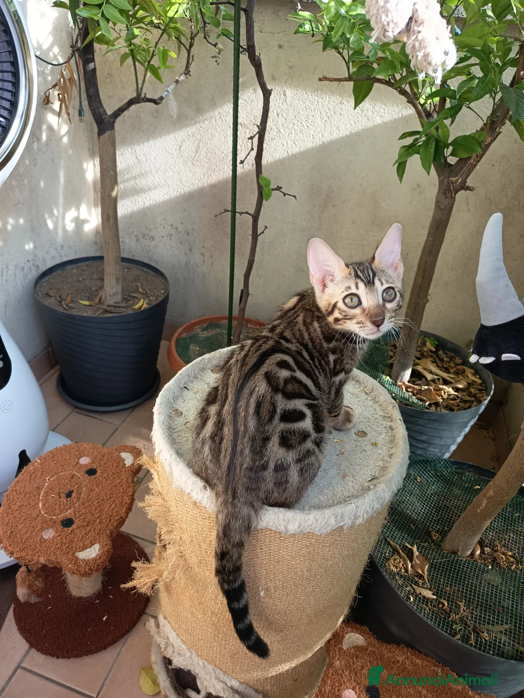 Bengala gatti in vendita: la meraviglia di Selected Breed  - Annuncio 10