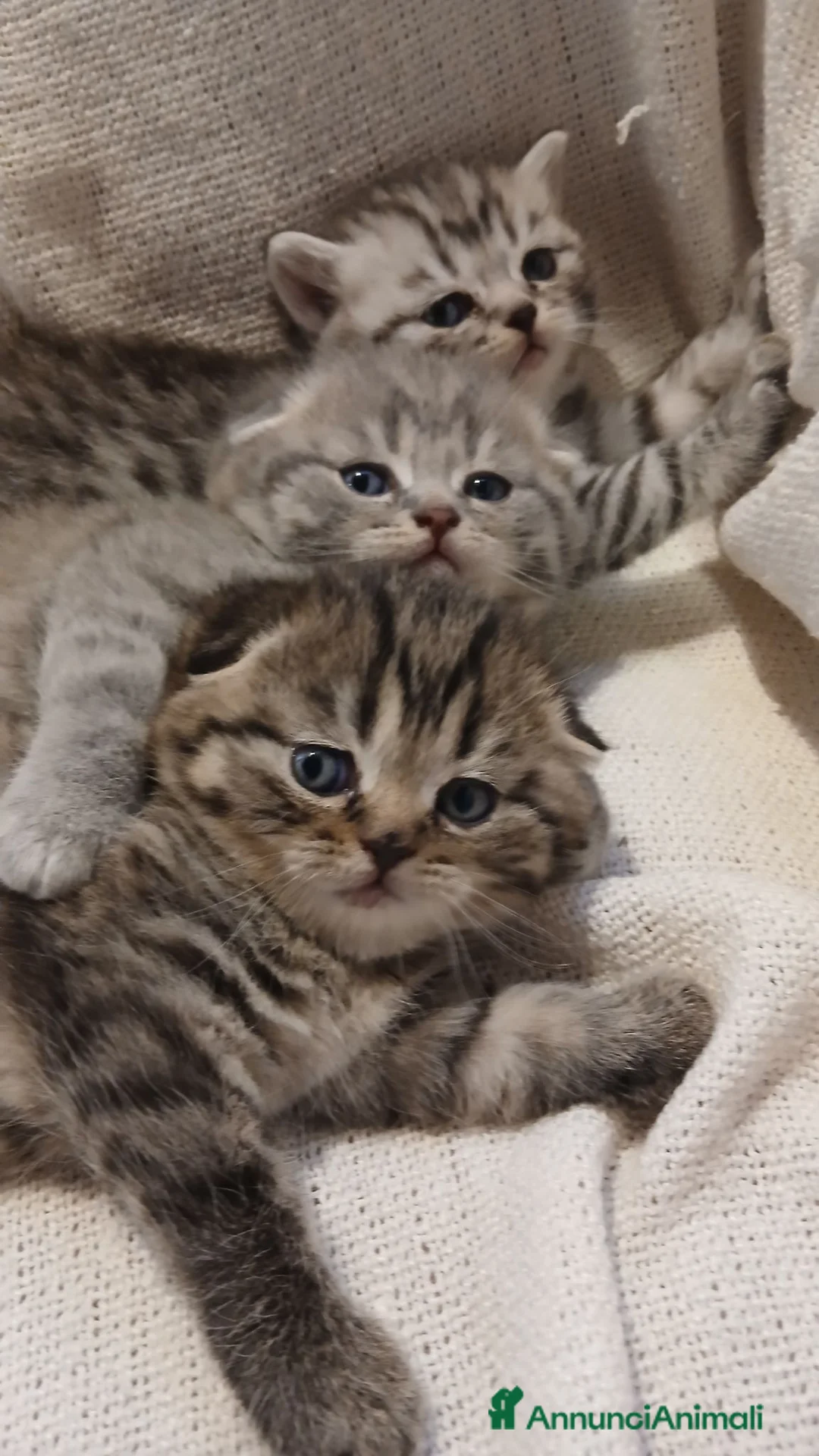 Scottish gatti in vendita: Cuccioli Scottish  - Annuncio 2
