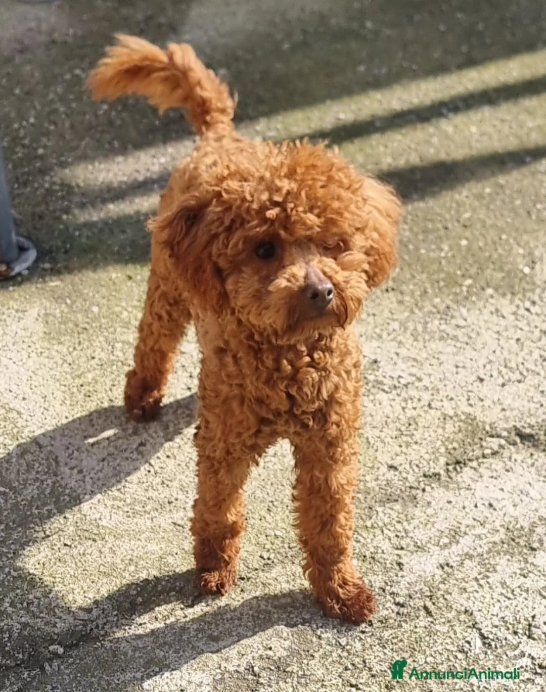 Barboncino Toy cani in vendita: 2 Barboncini TOY - 1 maschio 1 femmina  - Annuncio 3