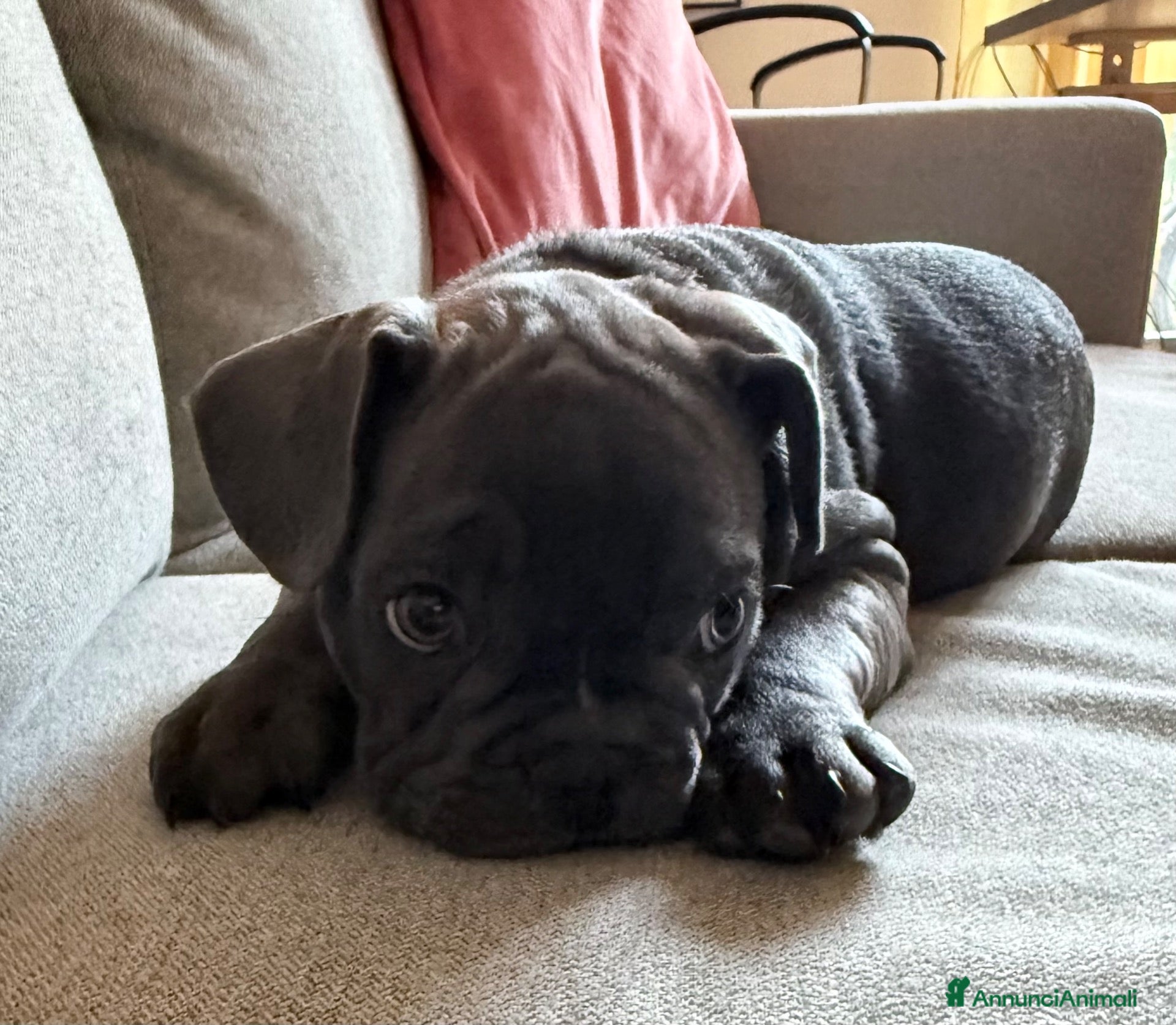 Bulldog Francese cani Cucciola Bulldog Francese lilac – prima scelta - Annuncio 35
