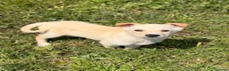 Meticcio cani in regalo: Pipo ❤️ - Annuncio 1
