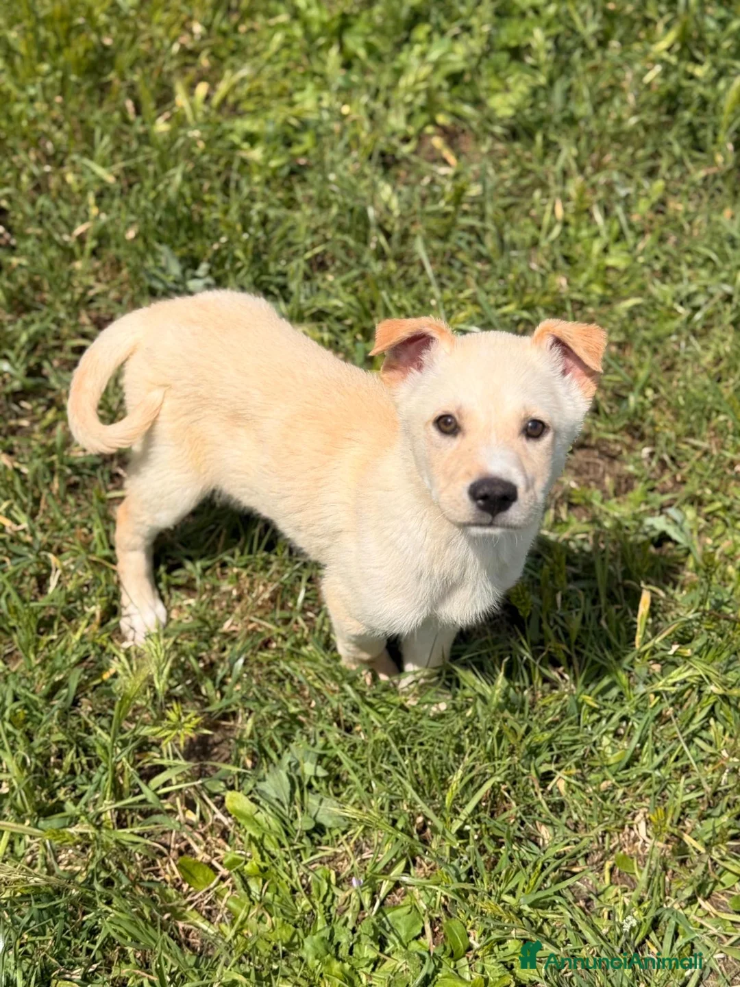 Meticcio cani in regalo: Pipo ❤️ - Annuncio 1