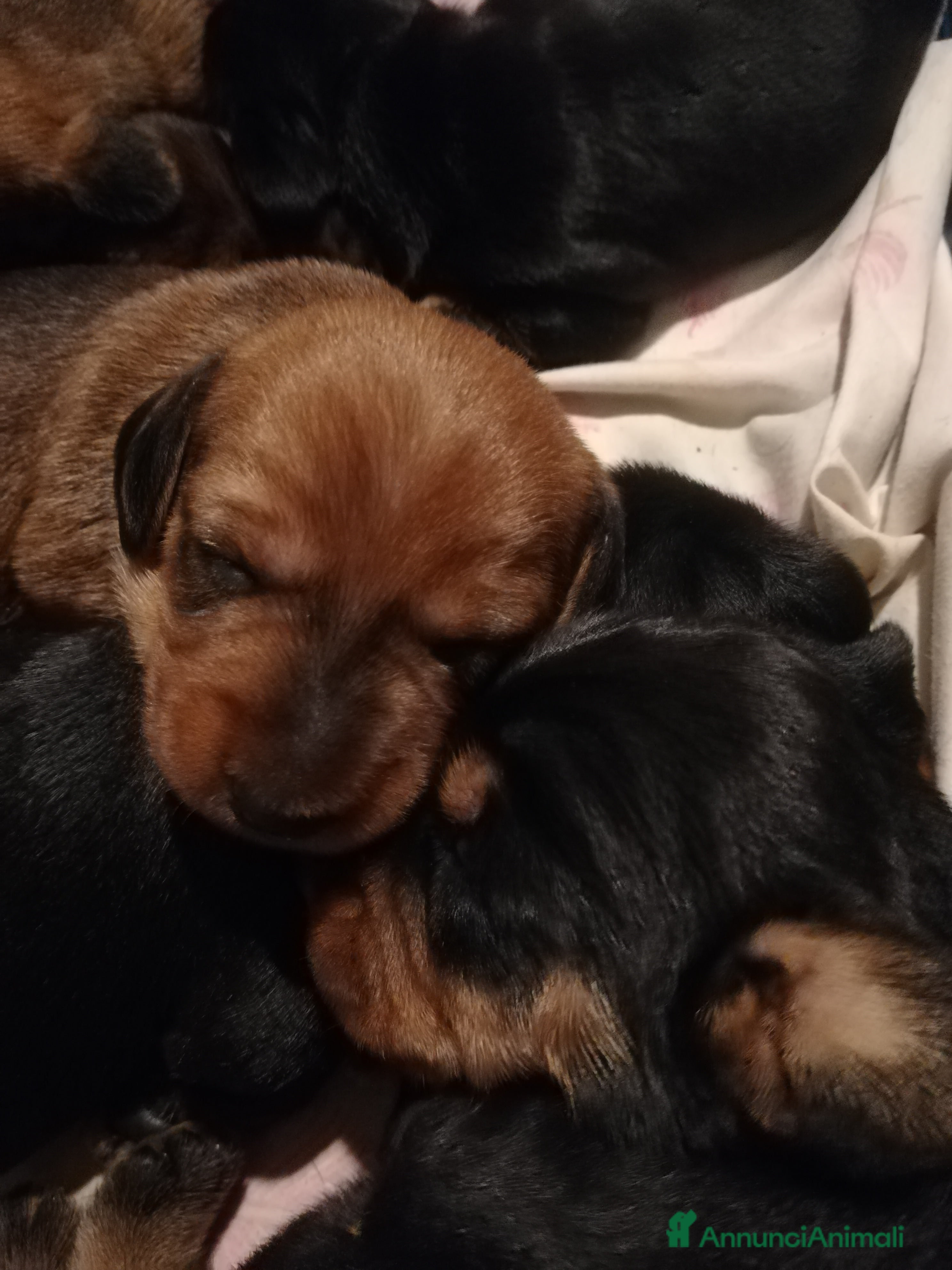 Bassotto cani Bassotto pelo duro  - Annuncio 2