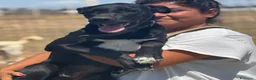 Meticcio cani in regalo: Isotta dolce cucciola 7 mesi cerca casa  - Annuncio 4