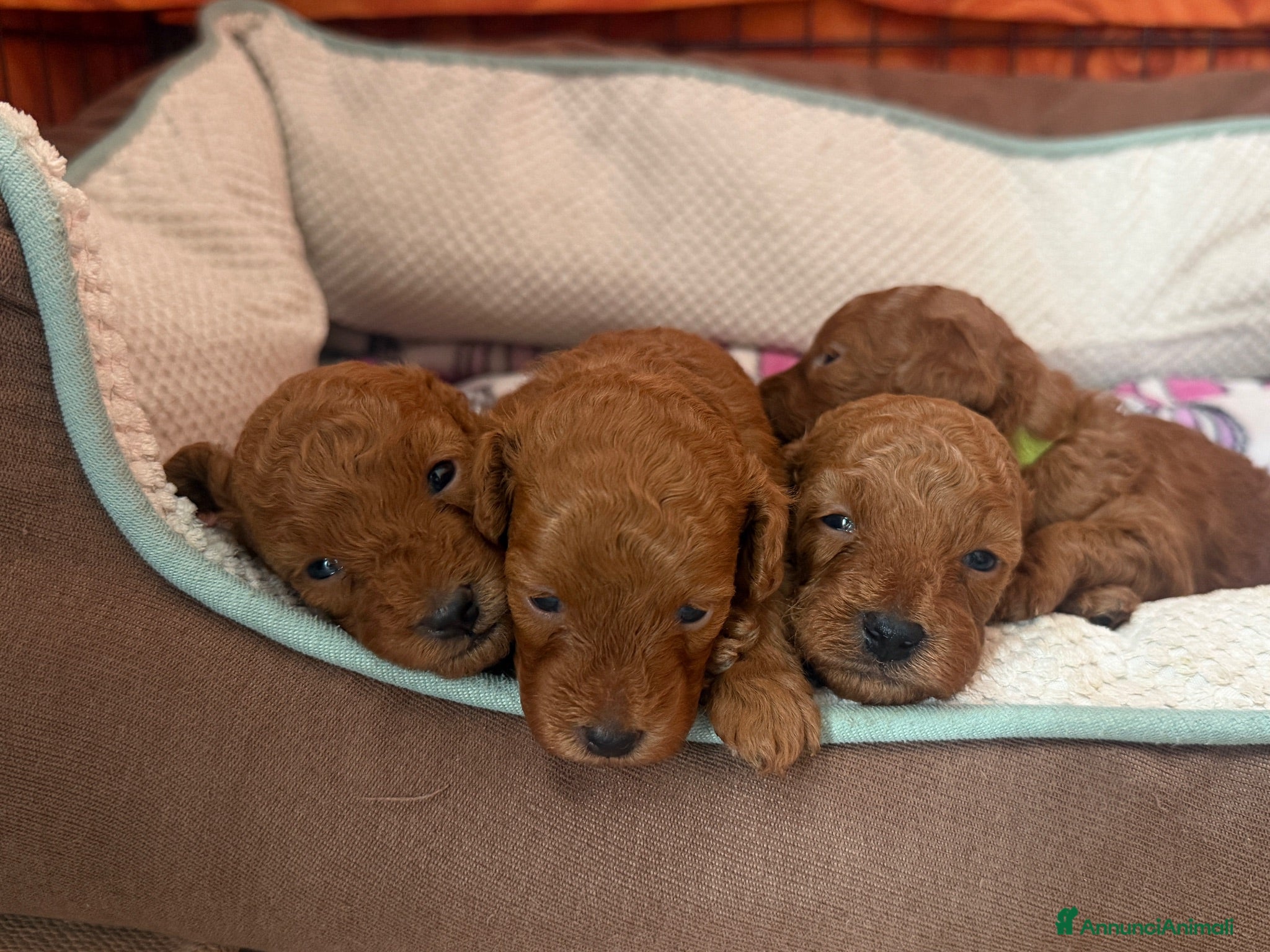 Barboncino cani Meravigliosi cuccioli di Barbone nano Red  - Annuncio 1