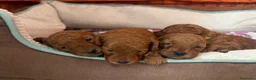 Barboncino cani in vendita: Meravigliosi cuccioli di Barbone nano Red  - Annuncio 1