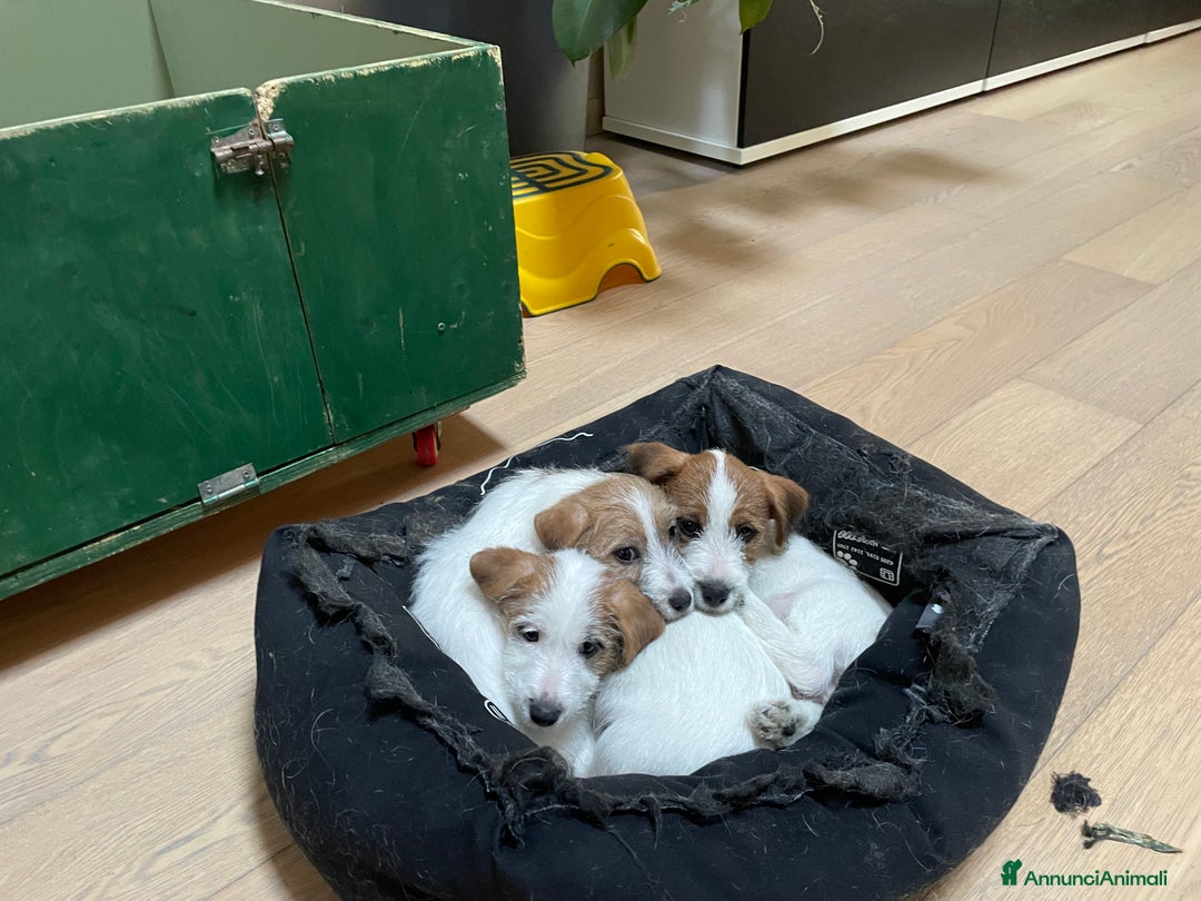 Jack Russell cani in vendita: Ultimi due cuccioli Jack Russell broken - Annuncio 3