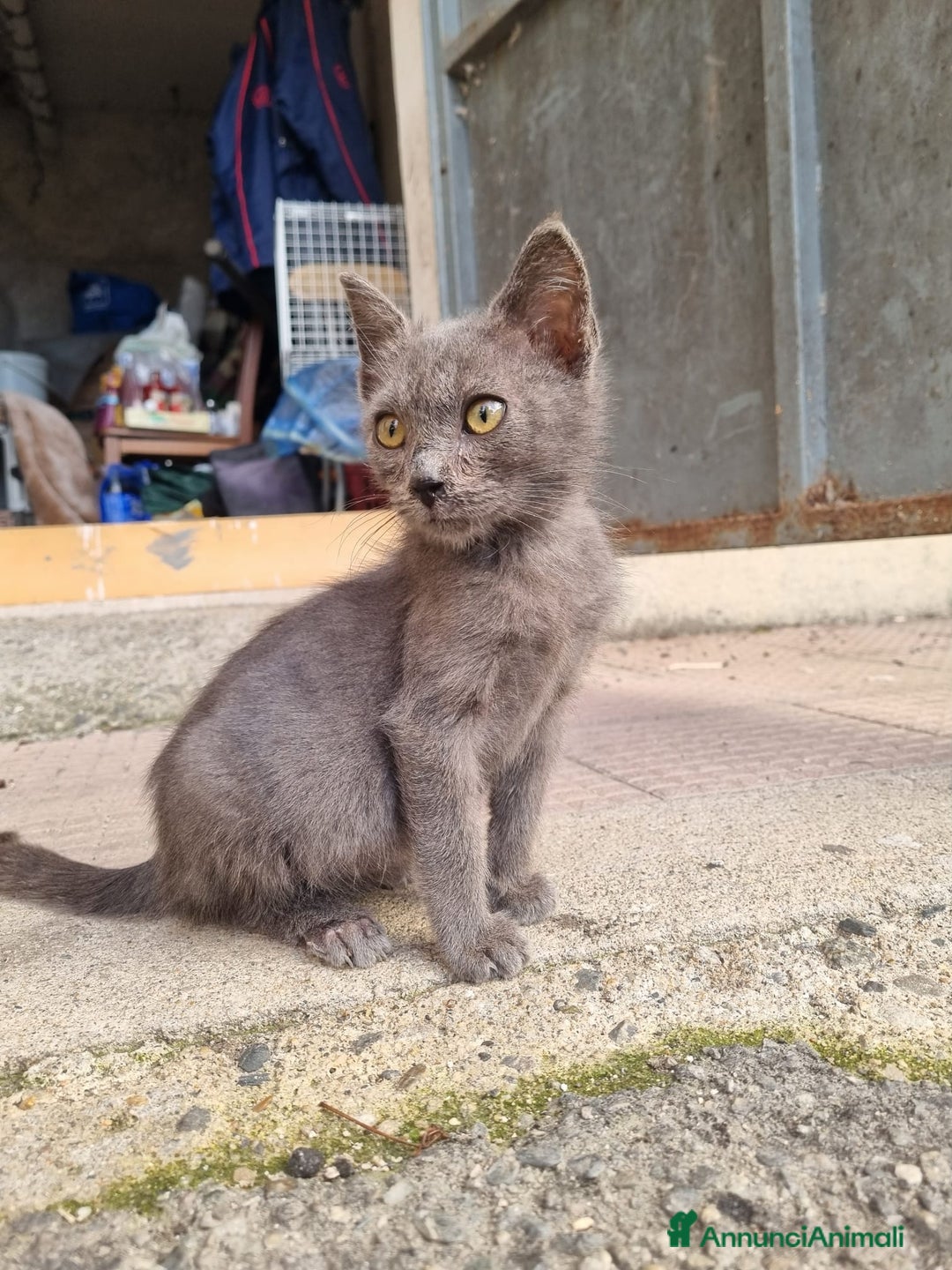 Meticcio gatti in regalo: GATTINI AMOREVOLI - Annuncio 11