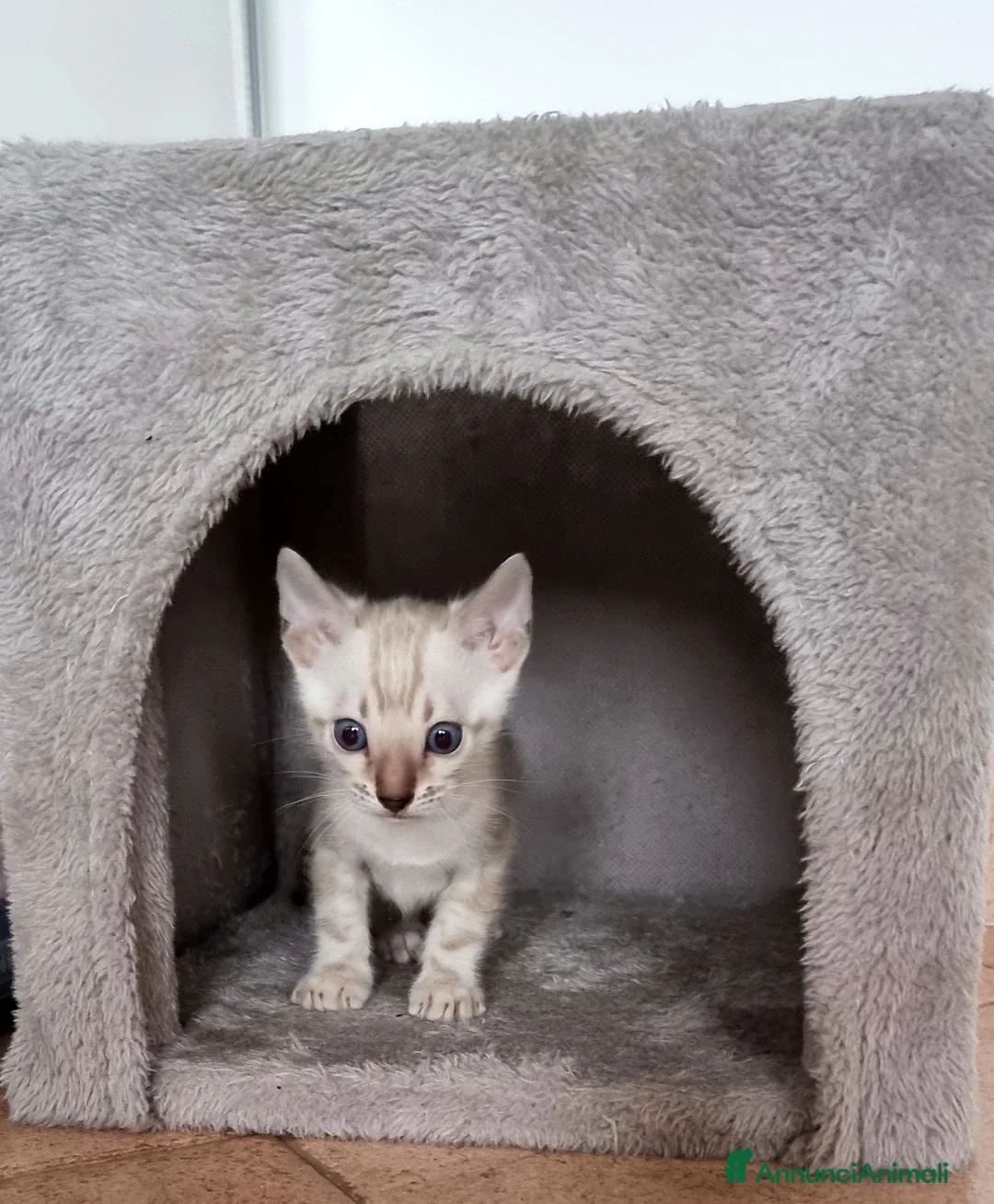 Bengala gatti in vendita: Cucciolo Bengala Snow marble Pedigree  - Annuncio 5