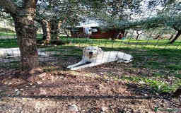 Pastore Maremmano cani in vendita: cuccioli maremmano abruzzese puri - Immagine 6