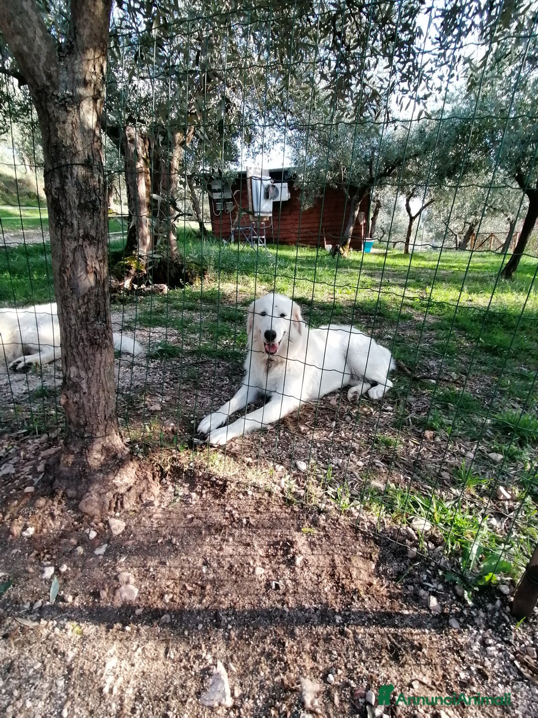 Pastore Maremmano cani in vendita: cuccioli maremmano abruzzese puri - Immagine 6