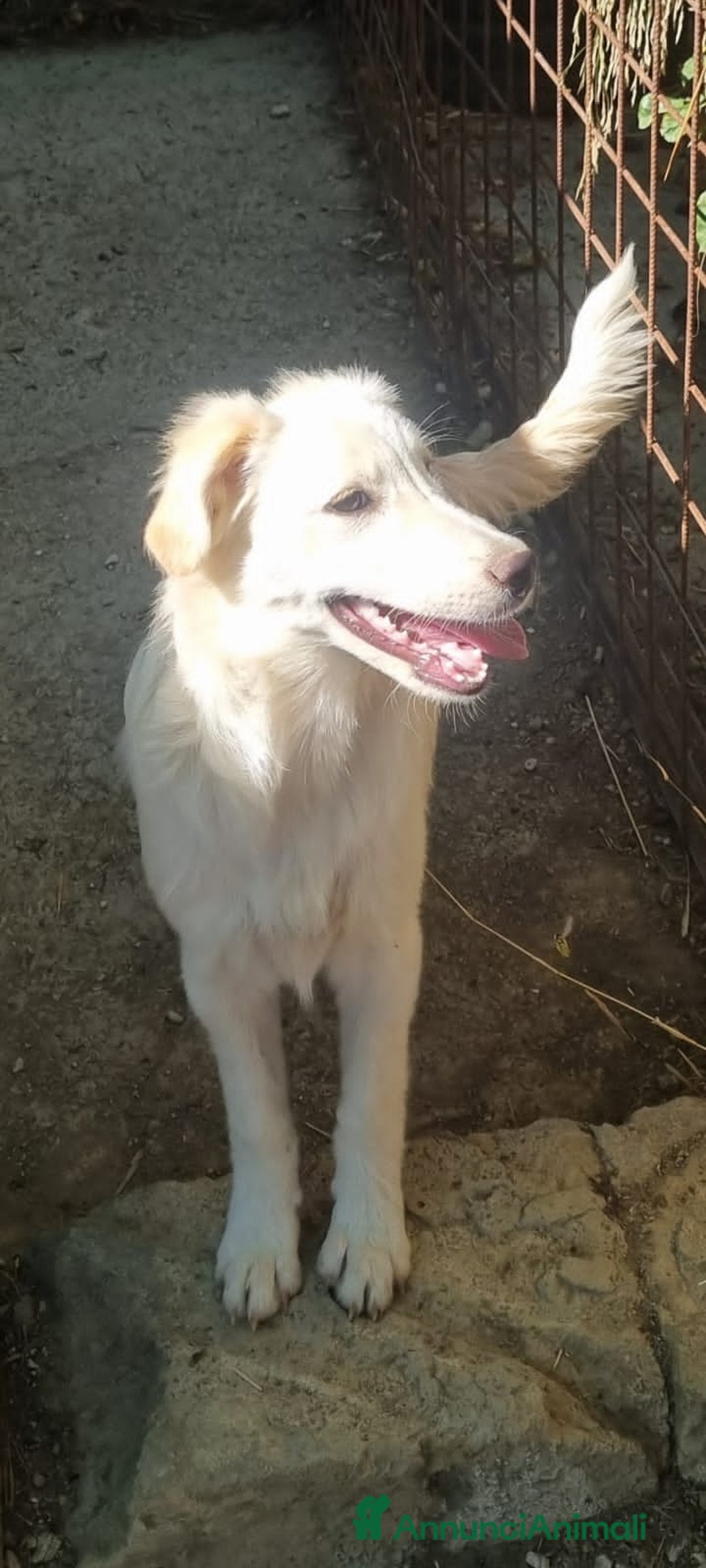 Altre razze cani in regalo: DENNY SAMMY - Annuncio 3