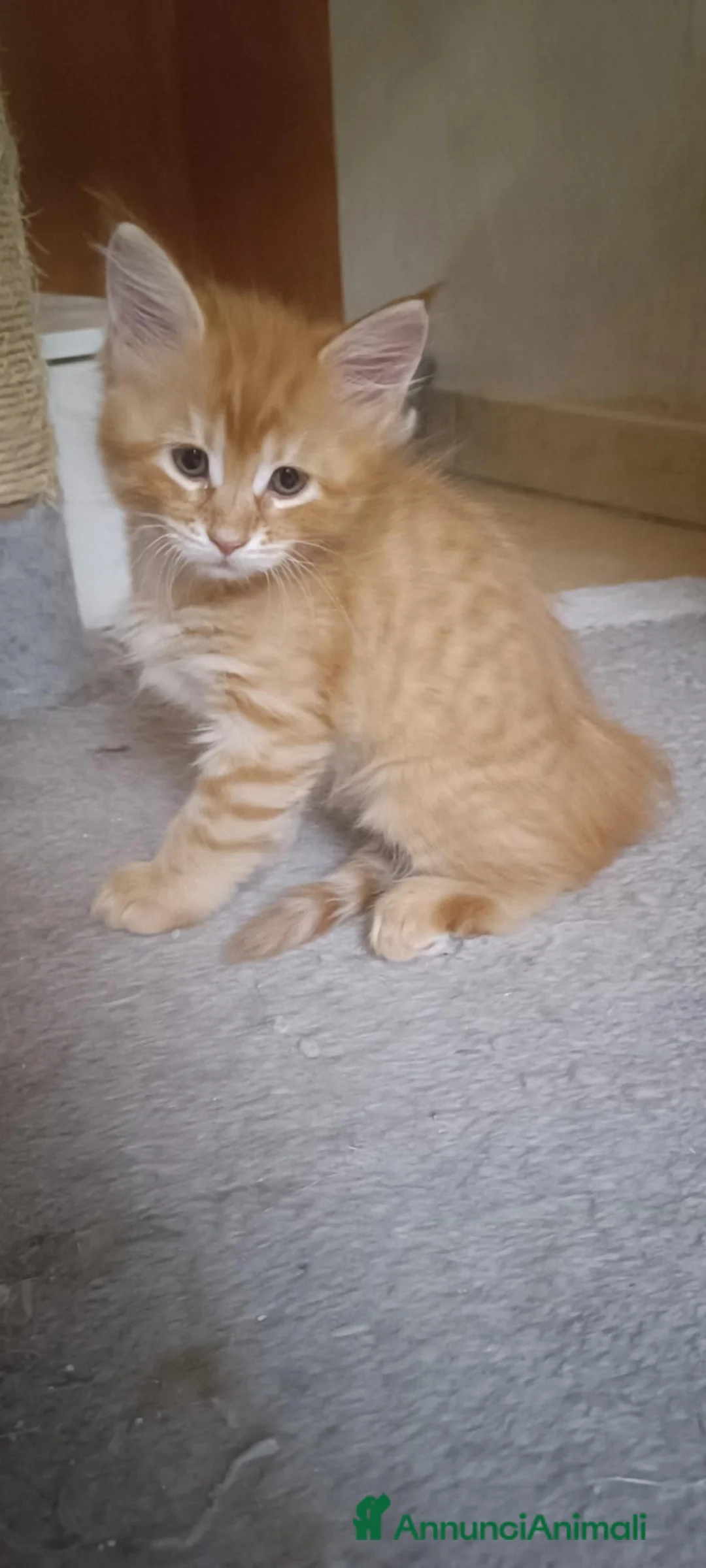 Maine Coon gatti in vendita: Cuccioli Maine Coon - Annuncio 2