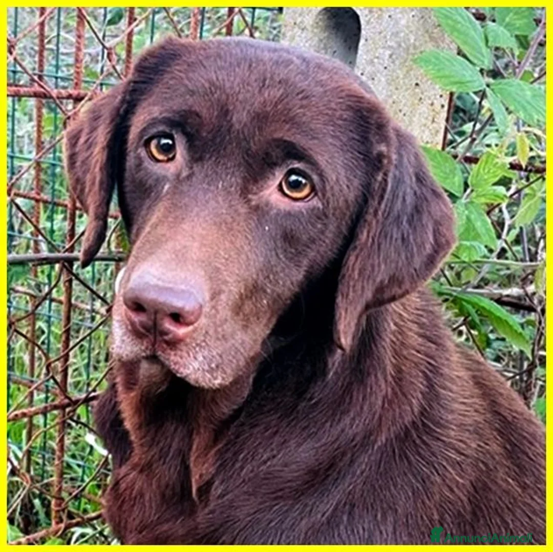Labrador cani in regalo: KUBRA stupenda - cieca - timida - Annuncio 2