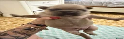 Bulldog Francese cani in vendita: Cuccioli bulldog francese  a Provincia di Latina - Annuncio 12