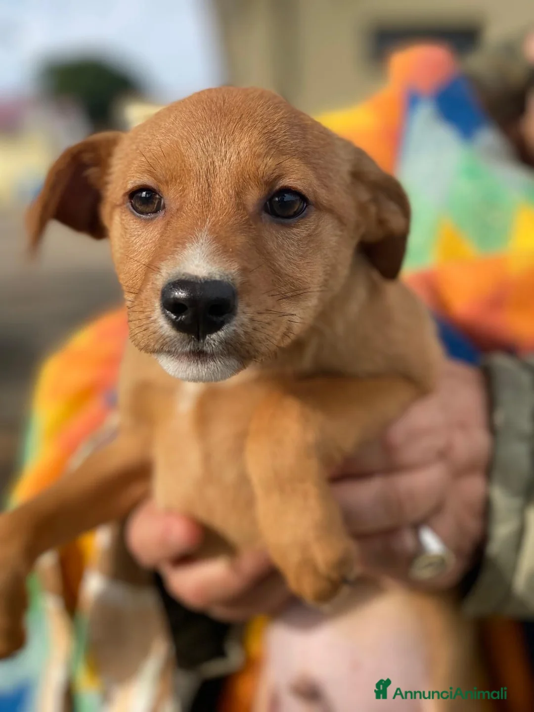 Meticcio cani in regalo: BACK 💙 - cucciolo futura taglia media cerca 🏡  - Annuncio 5