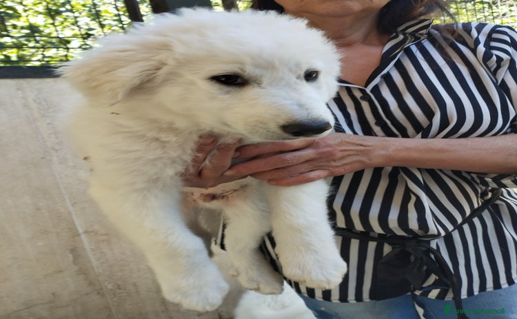 Pastore Maremmano cani a Provincia di Viterbo - Annuncio 11
