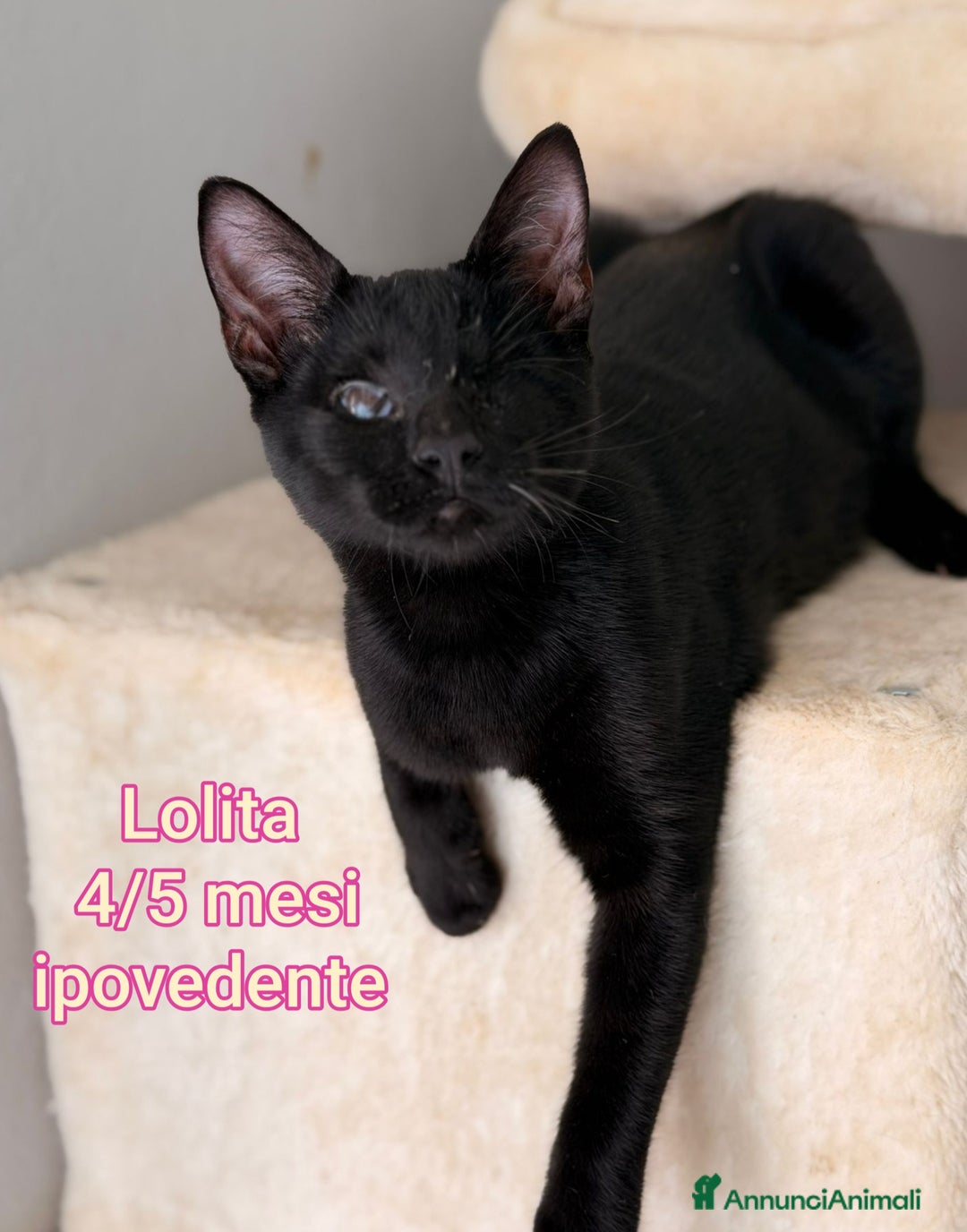 Europeo gatti in regalo: MICINI ABBANDONATI! URGENTE  - Annuncio 12