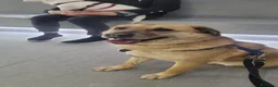 Meticcio cani in regalo: Raja, un'equilibrata meticcia di circa 5 anni - Annuncio 3