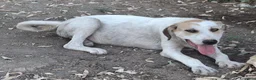 Meticcio cani in regalo: SPECK 💙 un concentrato di allegria! a Provincia di Alessandria - Annuncio 3