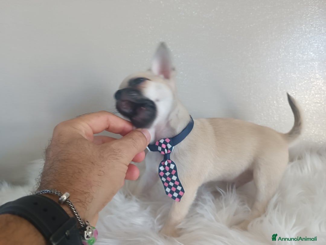 Chihuahua cani in vendita: Chihuahua maschietto pelo corto  - Annuncio 1