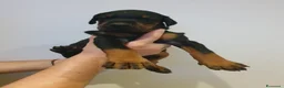 Dobermann cani in vendita: Cuccioli di Dobermann - Annuncio 10