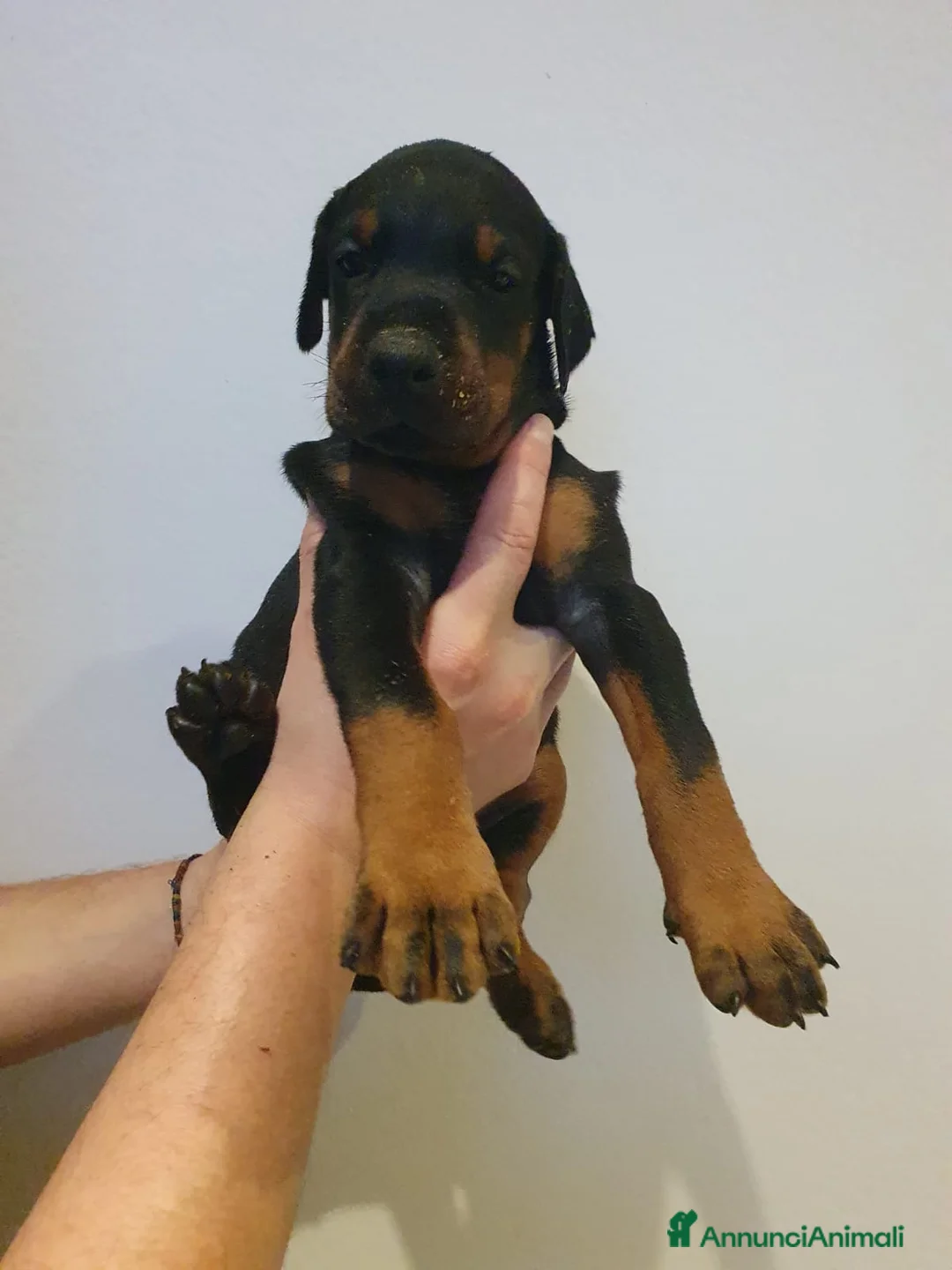 Dobermann cani in vendita: Cuccioli di Dobermann - Annuncio 10