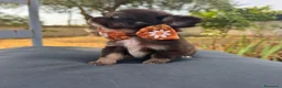 Chihuahua cani in vendita: 2 chihuahua maschi e 2 femmine pedigree enci  - Annuncio 4