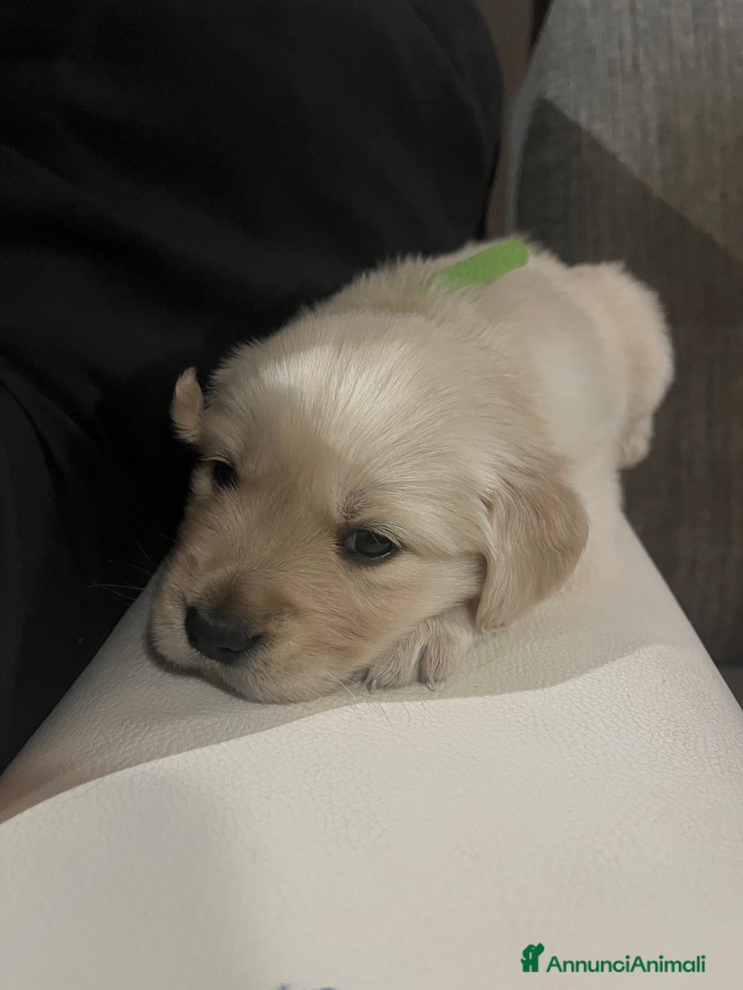 Golden Retriever cani in vendita: Cucciolo di Golden retriver anglo americani  - Annuncio 6