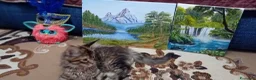 Maine Coon gatti in vendita: MAINE COON - Annuncio 4
