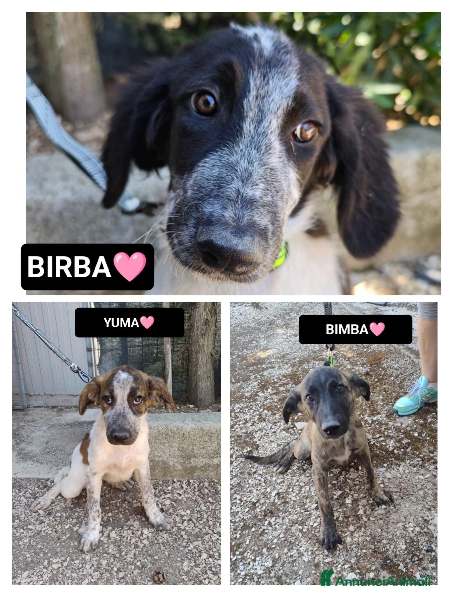 Meticcio cani BIRBA, YUMA E BIMBA - Annuncio 37