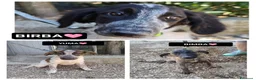 Meticcio cani in regalo: BIRBA, YUMA E BIMBA - Annuncio 1