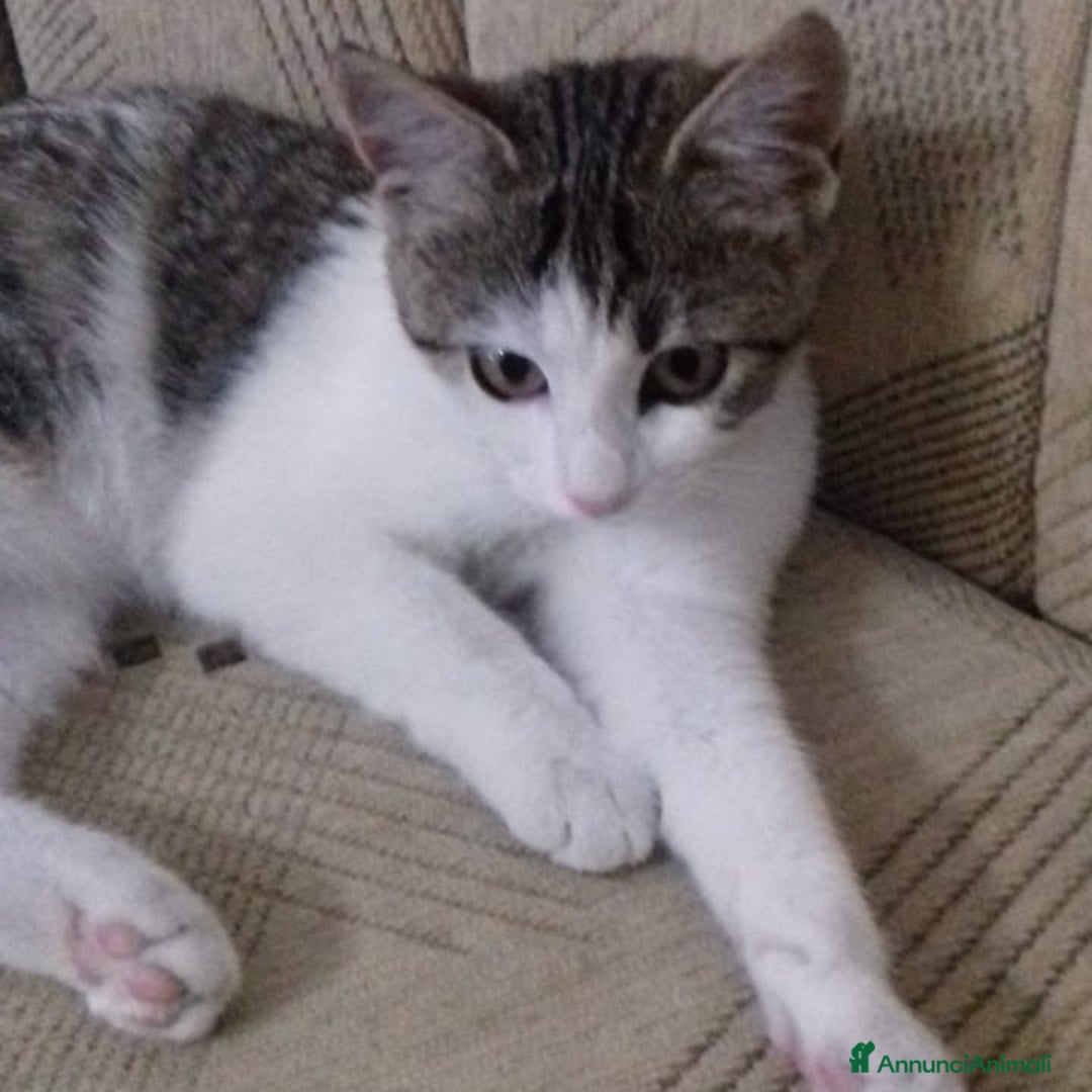 Europeo gatti in regalo: 2micine 5 e 6mesi padrone deceduto SOS VOGHERA(PV) - Annuncio 5