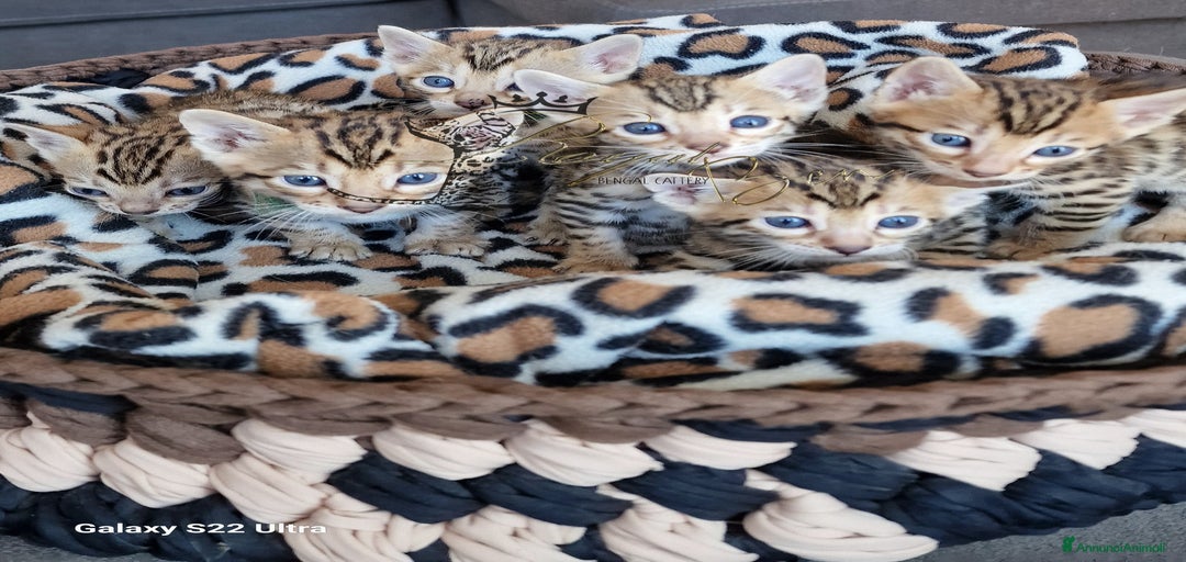 Immagine della galleria {{count}}