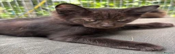 Maine Coon gatti in vendita: Maschietto nero di maine coon (Black Velvet) - Annuncio 32
