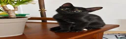Meticcio gatti in vendita: Gattina nera dolcissima  - Annuncio 1