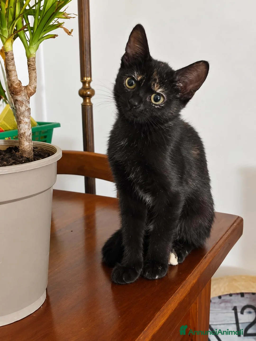 Meticcio gatti in vendita: Gattina nera dolcissima  - Annuncio 1