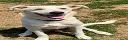 Meticcio cani in regalo: Pluto il coccolone - Annuncio 10
