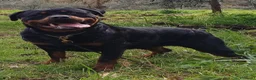 Rottweiler cani in vendita: Cuccioli Rottweiler  - Annuncio 37