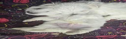 Maltese cani in vendita: Cucciolo maschietto maltese  - Annuncio 4
