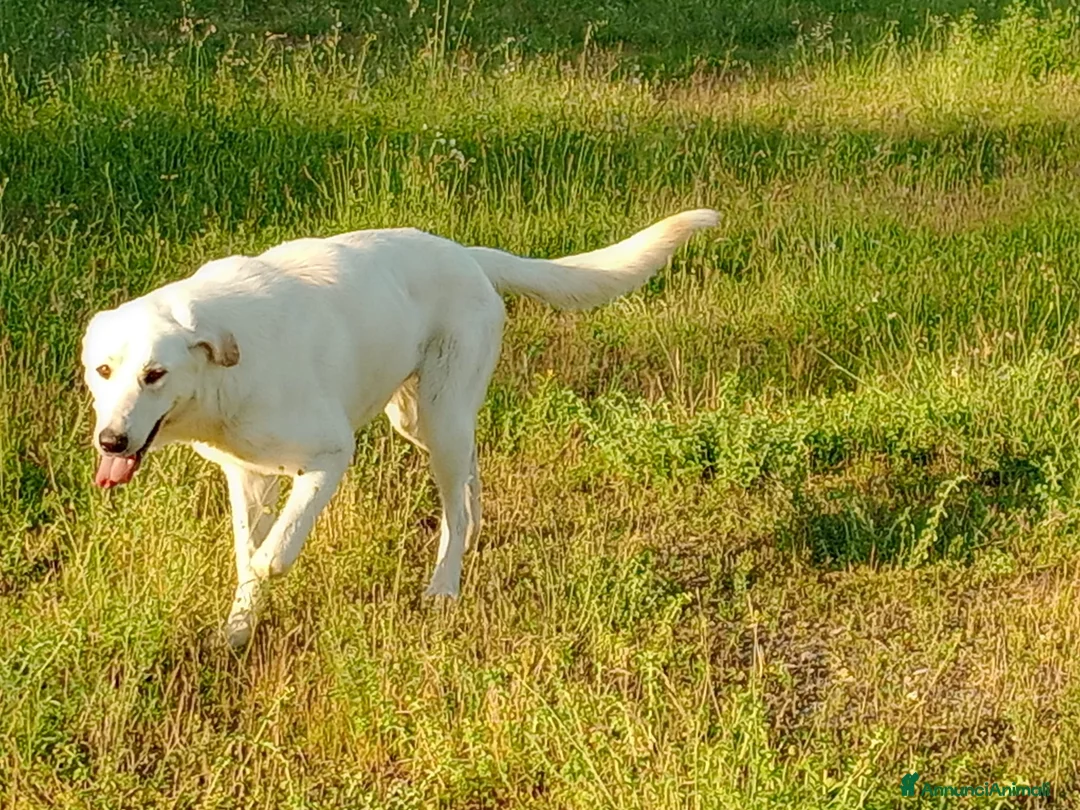 Meticcio cani in regalo: EDO CUCCIOLONE - Annuncio 2