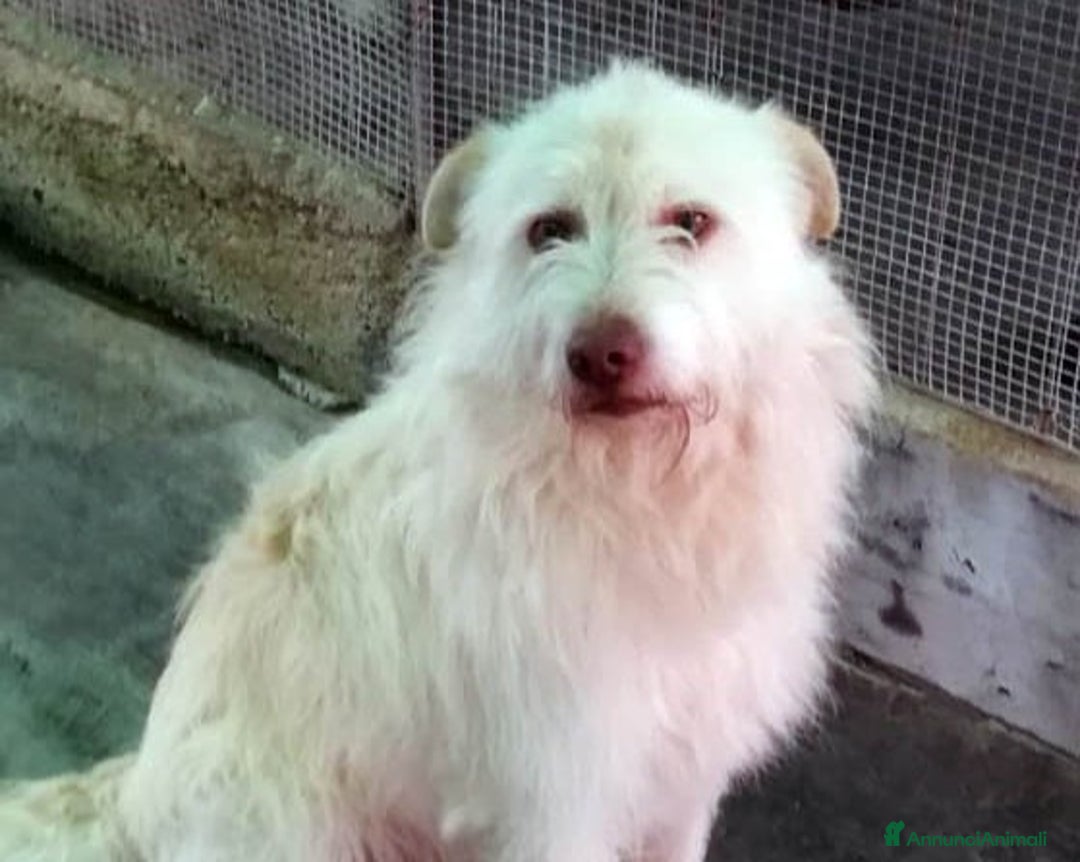 Meticcio cani in regalo: Iva e Marvin a Roma - Annuncio 1