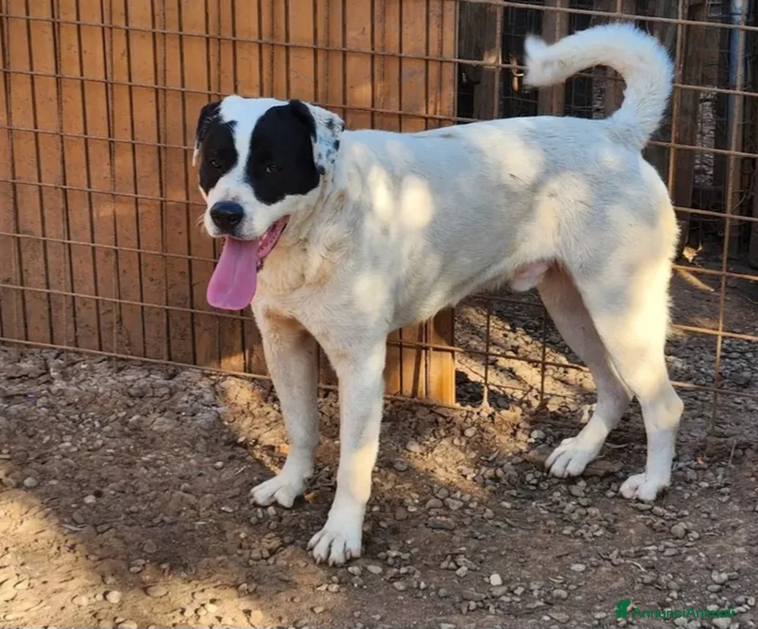 Meticcio cani in regalo: 1anno mix molossini buoni crescono in recinto.SUD - Annuncio 2